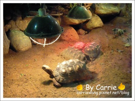 【台北旅遊】高鐵木柵動物園．故宮博物院一日行 @飛天璇的口袋