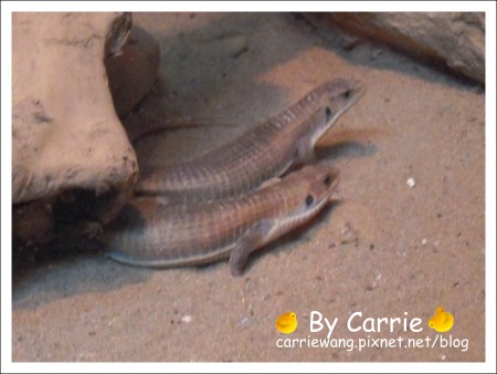 【台北旅遊】高鐵木柵動物園．故宮博物院一日行 @飛天璇的口袋