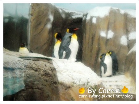 【台北旅遊】高鐵木柵動物園．故宮博物院一日行 @飛天璇的口袋