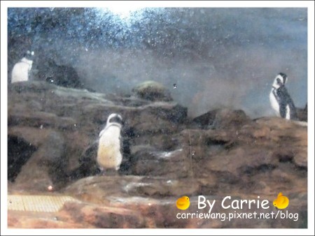 【台北旅遊】高鐵木柵動物園．故宮博物院一日行 @飛天璇的口袋