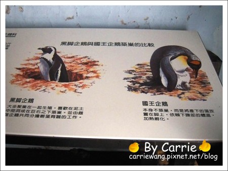 【台北旅遊】高鐵木柵動物園．故宮博物院一日行 @飛天璇的口袋