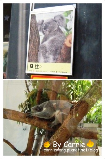 【台北旅遊】高鐵木柵動物園．故宮博物院一日行 @飛天璇的口袋