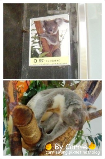 【台北旅遊】高鐵木柵動物園．故宮博物院一日行 @飛天璇的口袋