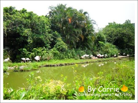 【台北旅遊】高鐵木柵動物園．故宮博物院一日行 @飛天璇的口袋