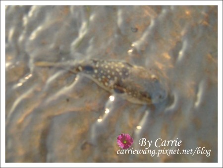 【台中旅遊】清水高美溼地 @飛天璇的口袋