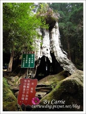 【南投旅遊】杉林溪森林遊樂區 @飛天璇的口袋