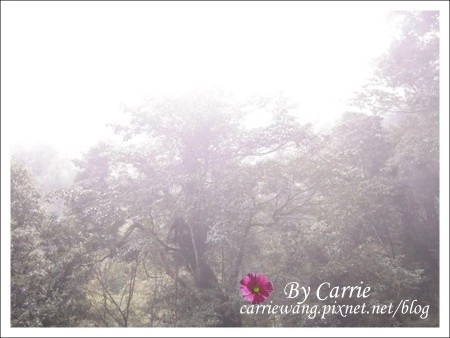 【南投旅遊】杉林溪森林遊樂區 @飛天璇的口袋