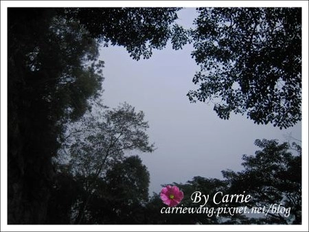 【南投旅遊】杉林溪森林遊樂區 @飛天璇的口袋