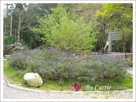 【南投旅遊】杉林溪森林遊樂區 @飛天璇的口袋