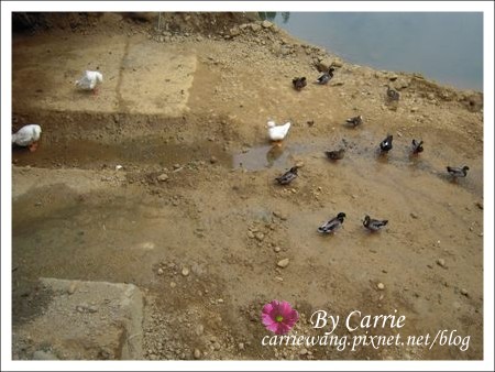 【南投旅遊】杉林溪森林遊樂區 @飛天璇的口袋