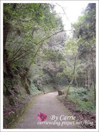 【南投旅遊】杉林溪森林遊樂區 @飛天璇的口袋