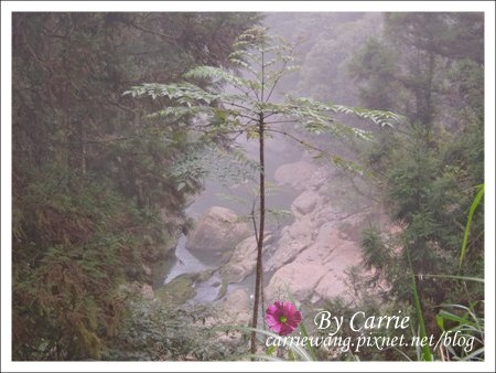 【南投旅遊】杉林溪森林遊樂區 @飛天璇的口袋