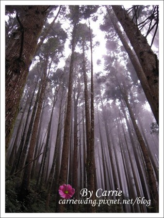 【南投旅遊】杉林溪森林遊樂區 @飛天璇的口袋
