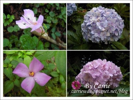 【南投旅遊】杉林溪森林遊樂區 @飛天璇的口袋