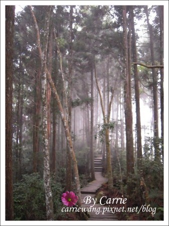 【南投旅遊】杉林溪森林遊樂區 @飛天璇的口袋