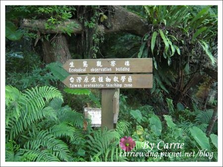 【南投旅遊】全台最美的森林國小．內湖國小 @飛天璇的口袋