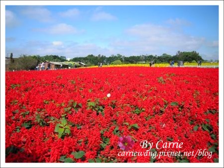 【台中旅遊】98新社花海行 @飛天璇的口袋
