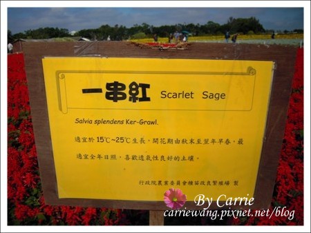 【台中旅遊】98新社花海行 @飛天璇的口袋