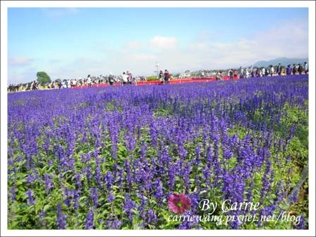 【台中旅遊】98新社花海行 @飛天璇的口袋