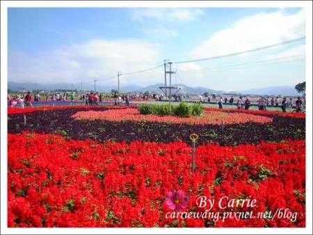 【台中旅遊】98新社花海行 @飛天璇的口袋