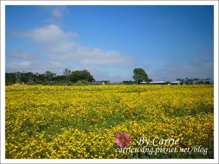 【台中旅遊】98新社花海行 @飛天璇的口袋