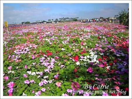 【台中旅遊】98新社花海行 @飛天璇的口袋