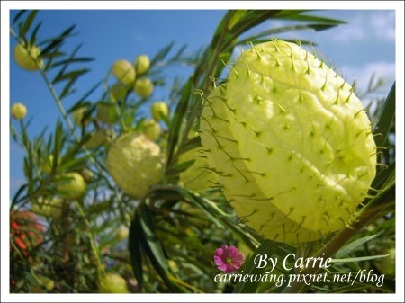 【台中旅遊】98新社花海行 @飛天璇的口袋