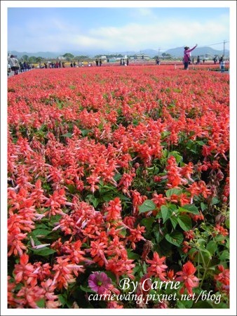 【台中旅遊】98新社花海行 @飛天璇的口袋