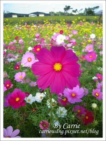 【台中旅遊】98新社花海行 @飛天璇的口袋