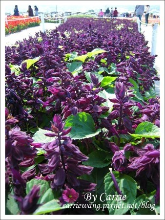 【台中旅遊】98新社花海行 @飛天璇的口袋