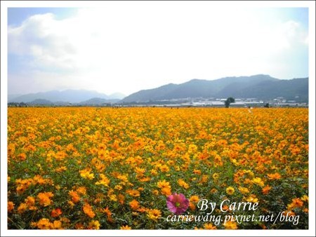 【台中旅遊】98新社花海行 @飛天璇的口袋