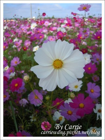 【台中旅遊】98新社花海行 @飛天璇的口袋