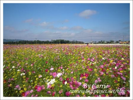 【台中旅遊】98新社花海行 @飛天璇的口袋