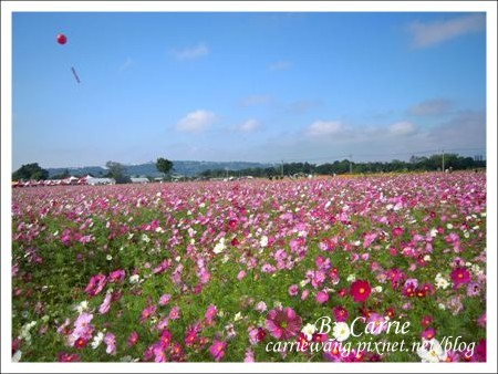 【台中旅遊】98新社花海行 @飛天璇的口袋