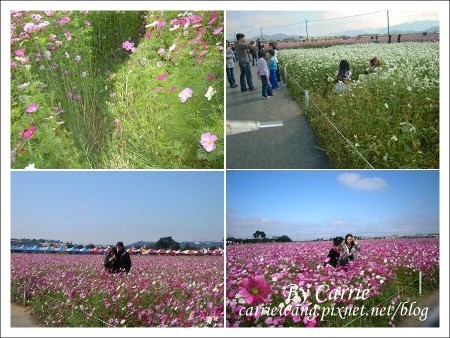 【台中旅遊】98新社花海行 @飛天璇的口袋