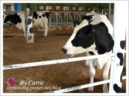 【嘉義旅遊】綠盈牧場 @飛天璇的口袋