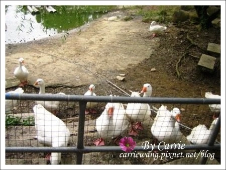 【嘉義旅遊】綠盈牧場 @飛天璇的口袋