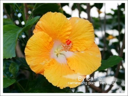 【夏威夷自由行】Day2 希爾頓唯克樂渡假村&rarr;黑沙灘&rarr;火山國家公園&rarr;希洛火山豆工廠 @飛天璇的口袋