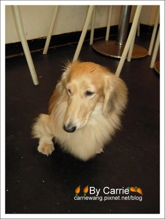 【台中餐廳】Kiwi義大利餐廳．台中最好吃的義大利麵 @飛天璇的口袋